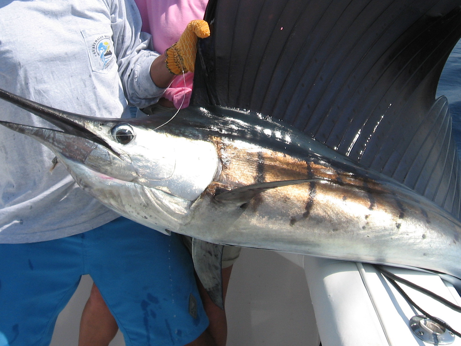 Demo gallery image 5